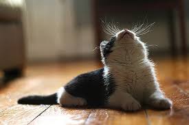 I Love When Cats Stare At What Looks Like Nothing I Always Wonder Is There A Tiny Bug On The Ceiling Or Has A Cats And Kittens Cute Animals Cute Baby