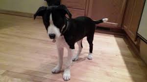 Check spelling or type a new query. Eska The Border Collie And Hex The Border Staffy Agility Update By Twinnies91