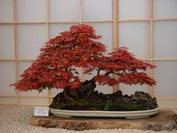2 the best of bonsai in europe book (volume 4). Peter Chan Bonsai Empire