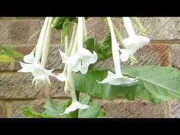 Check spelling or type a new query. Flower Tobacco Nicotiana Sylvestris Nikotinplontur Tobaksplontur Sumarblom Hvit Blom Youtube