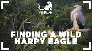 Watch nature documentaries online free. 24 Free Nature Animal Documentaries You Can Watch Online We Are Explorers