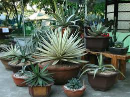 The best time to plant agaves in the landscape is in the spring, once soil temperatures have warmed digging a planting hole twice as wide and equal in depth to the plant's root ball will ensure. How To Grow And Care For Agave World Of Succulents