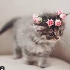 Cok Sirin Cute Kittens Sevimli Kedi Yavrulari Hayvanlar