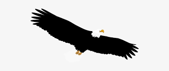 29 Gambar Kartun Elang Terbang Gambar Burung Elang Png Free Transparent Png Download Pngkey Download Terbang Gifs Get Th Di 2020 Burung Elang Burung Gambar Kartun