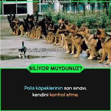 nermin adli kullanicinin ilginc seyler panosundaki pin hayvan bilimi komik seyler komik