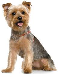 Yorkie Hairstyles With Images Yorkshire Terrier Grooming Yorkie Puppy Yorkshire Terrier Puppies