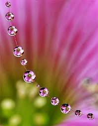 Adding Dew Drops To Enhance Macro Nature Photography Macro Photography Nature Flowers Photography Macro Photography