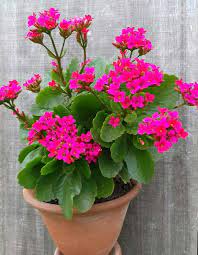 Kalanchoe Gmjmp Flores Cores