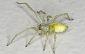 Image result for yellow sac spider bite skin