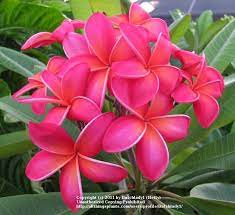 Plant Database Entry For Plumeria Plumeria Rubra Kaneohe Sunburst With 6 Images One Comment And 25 Data Details Plumeria Tropical Tree Flowering Trees