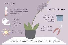 If you want to grow orchids outside, then the cymbidium is the hardiest choice. How To Care For Orchids