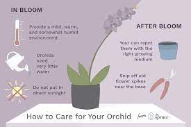 (in your home works perfectly fine.) water weekly and feed once a month with a liquid houseplant fertilizer diluted to half strength. How To Care For Orchids