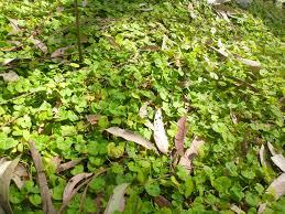 Dichondra is a broadleaf perennial which spreads via creeping stems that root at the nodes. Dichondra Repens Kidney Weed Gardening With Angus