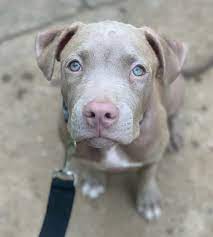 Blue Fawn Pitbull Are They As Stunning As Most Owners Claim