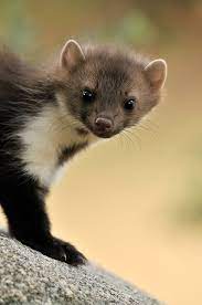 Garduna Cerca Amb Google Animals Beautiful Cute Animals Animals Friends