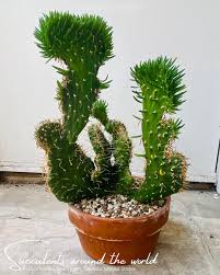 Image result for Synadenium cupulare