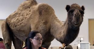 1 ответ 33 ретвитов 7 отметок «нравится». Hump Day Geico Commercial Creators Dish On Ad S Success Its Development Cbs News