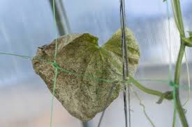 Image result for whitefly in cucumber