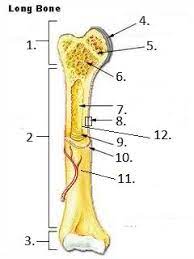Layer of bone tissue that has many small spaces and is found j…. 30 Label The Parts Of The Long Bone Labels Database 2020