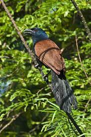 Suara burung cendet betina pikat gacor memangil jantan terbaik. Suara Burung Bubut Lengkap Gacor Masteran Binatang Peliharaan
