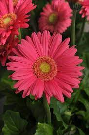 Adgrrevolution Fuchsia W Gold Eye Gerbera Etsy Gerbera Daisy Gerbera Gerbera Jamesonii