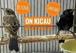 Maybe you would like to learn more about one of these? Ciri Ciri Perbedaan Antara Decu Jantan Dan Decu Betina On Kicau