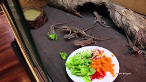 how to get baby bearded dragons to eat salad