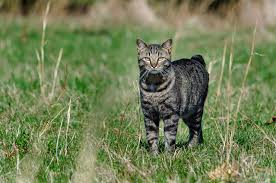 However, like any pet, they do need care, and some cats need more care than others. 7 Best Cat Breeds With Children Choosing The Right Cat For You Cats Guide Omlet Uk