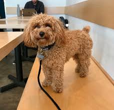 Apr 29, 2019 · the socialization window in a puppy's life is something most people don't know too much about unless they attend puppy training classes. How To Socialize A Puppy