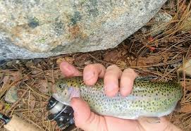 And can also produce its own. Guide What Fish Can You Catch With Worms Nightcrawlers