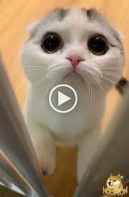 When Bae Is Mad At You Baby Cats Cute Cats And Kittens Cute Baby Cats