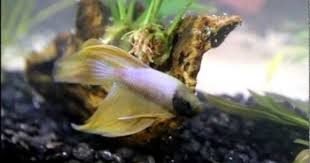 Happy Betta In 4 Gallon Aquarium Youtube Betta Betta Tank Aquarium
