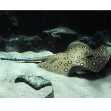 Check spelling or type a new query. Susswasser Stechrochen Steckbrief Kolle Zoo