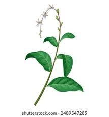 Image result for Petiveria alliacea