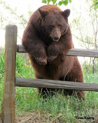A Bear Contimplating His Next Move In Woodland Park Colorado Bear Pictures Animals Wild Animals Beautiful