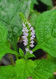 Image result for Heliotropium indicum