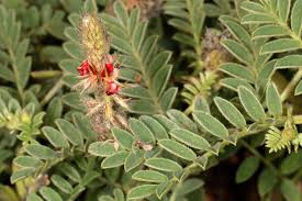 Image result for Indigofera daleoides