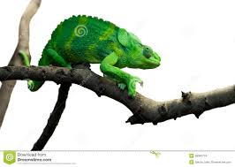 Image result for camaleão gigante