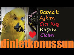 Babacik Askim Cici Kus Kusum Cicim Muah Opucuk Opucuk Konusan Muhabbet Kusu Fistik Youtube