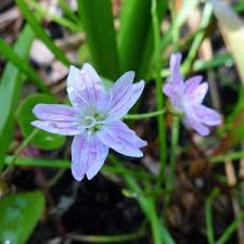 Image result for Sladeniaceae