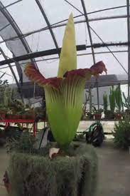 Watch This Corpse Flower Bloom Or Else Wait Another 5 Years Corpse Flower Corpse Flower Bloom Flowers