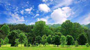 Find the perfect oak tree stock photos and editorial news pictures from getty images. Tree City Information City Of Wisconsin Dells
