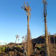 Image result for Cladostemon kirkii