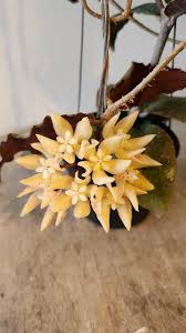 Image result for Vernonia undulata