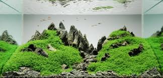 A celebrated japanese photographer and designer, takashi amano, left behind a legacy of natural aquariums for generations to witness and delve in. Das Naturaquarium Nach Takashi Amano