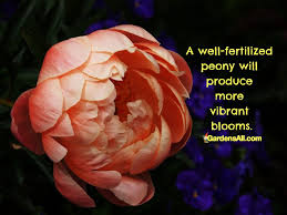 Peonies A Fragrant Late Spring Flower To Last And Love Trendy Plants Plants Peonies