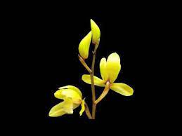 Pin On Telechargement