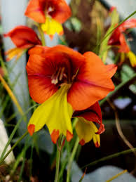 Image result for Gladiolus decoratus