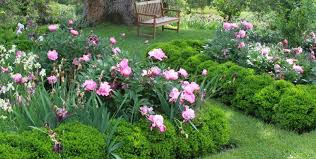 Peony Companion Plants Peonies Garden Plants Companion Planting