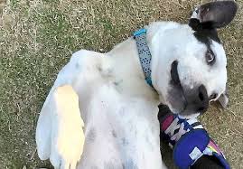Find great dane dogs and puppies from connecticut breeders. Great Mate Needed For A Great Dane Observer